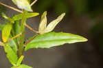 Field pennycress